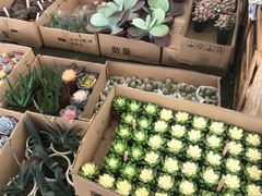 -龙大花卉苗木市场