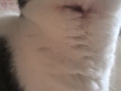 -FAELING PETS美天灵宠物(合生汇店)