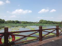 -荷塘月色湿地公园·向阳花洲