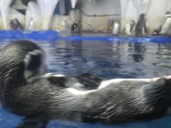 -太平洋海底世界