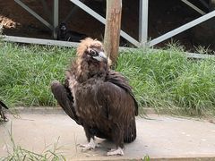 -西霞口神雕山野生动物世界