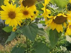 -前小桔亲子创意农场·草莓采摘·露营烧烤