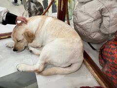 -共舞时光猫咖·狗咖(新街口店)