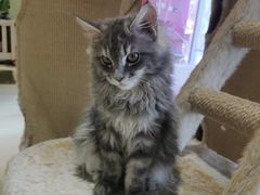 -藏猫猫咖啡主题馆(中央大道店)