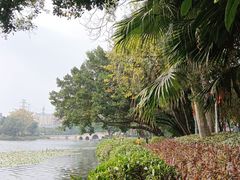 -荔湾湖公园