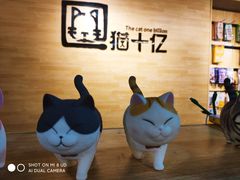 -猫十亿·布偶金渐层·曼基康矮脚猫舍(青年路店)