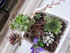 -宝鸡东道花鸟鱼虫市场(吉利花园商场店)