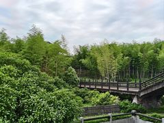 -大唐贡茶院