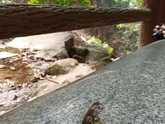 -火炉山森林公园