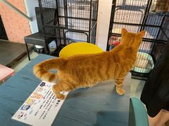 -喵屿·大理花园猫咖