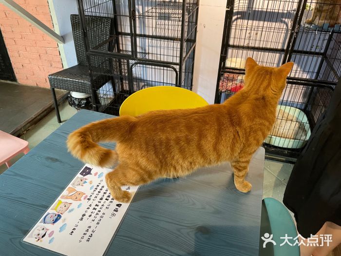 喵屿·大理花园猫咖图片