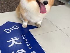 -申普宠物医院·心脏介入·心血管微创(总院)