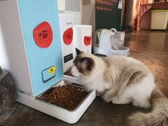 -喵屿·大理花园猫咖