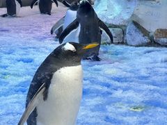 -芜湖新华联大白鲸海洋公园