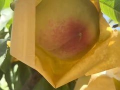 -老袁家蜜桃农场·阳山水蜜桃