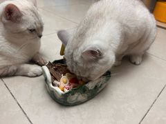 -帕帕拉兹宠物(亚洲旗舰店)