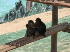 -西霞口神雕山野生动物世界