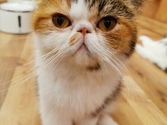 -袖虎·猫馆(体育西路店)
