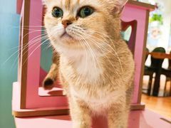 -猫小院猫主题餐厅(三里屯店)