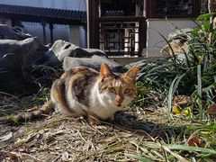 -秋霞圃