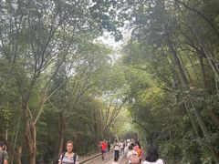 -紫金山山顶公园