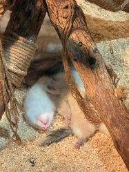 -Zoolung Zoolung动物主题公园(海信广场店)