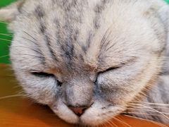 -李小姐の猫咖啡馆(五角场店)