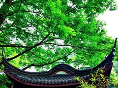 -十八棵（老龙井）御茶园(老龙井店)
