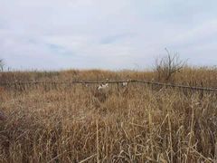 -盐城丹顶鹤湿地生态旅游区