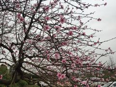 -秀丽东方