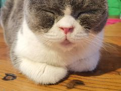 -猫小院猫主题餐厅(南锣旗舰店)