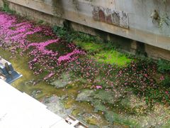 -南宁南湖公园