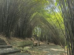 -铁山坪森林公园