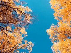 -金塔沙漠胡杨林景区