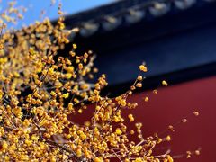 -黎里古镇