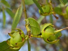 -华侨城湿地公园