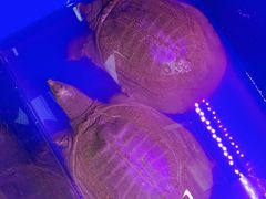 -7890+霸王甲·甲鱼爱尚蛙(坪洲店)