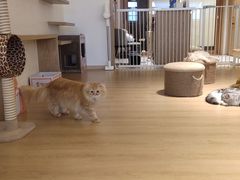 -猫腻·猫咖·撸猫馆(星光大道店)