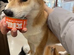 -共舞时光猫咖·狗咖(新街口店)