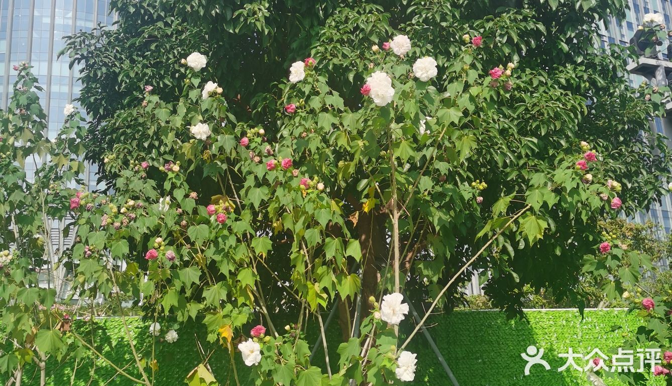 神奇的木芙蓉也叫三色花