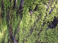 -石台牯牛降景区