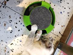 -喵喵咪呀布偶猫咖(春熙路店)