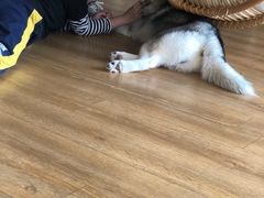 -Husky Go! 哈士奇体验馆·宠物咖啡厅狗咖