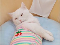 -COLOR PETS 撸猫馆·购猫·猫咖(长风大悦城店)
