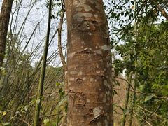 -西双版纳原始森林公园