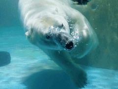 -芜湖新华联大白鲸海洋公园