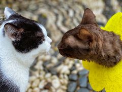 -喵屿·大理花园猫咖