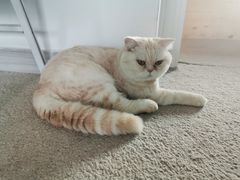 -泰国佛·塔罗·泰牌狐仙古曼