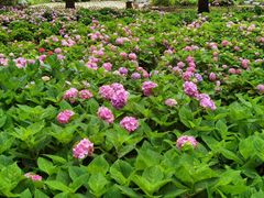 -上海共青森林公园