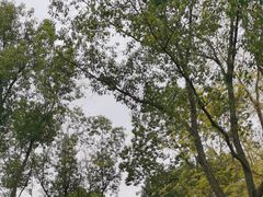 -昆山城市生态森林公园